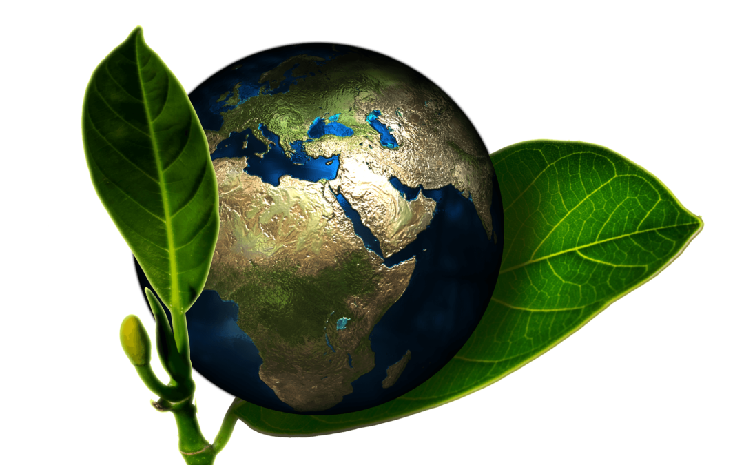 Renting moving bins made of plastic - It does sound like a no-brainer said out loud. Let's see for which reasons plastic bins are the best way to save Mother Nature.