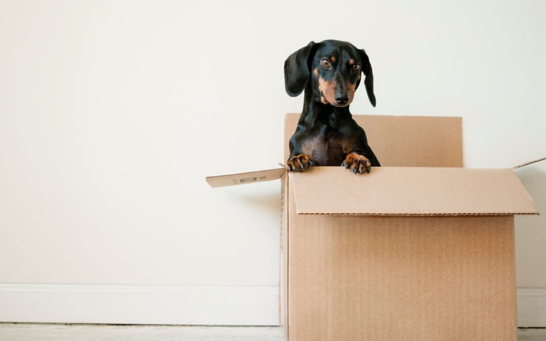 When packing, the essential things to know are how and when to start doing it. This guide will make packing less tedious and more enjoyable.